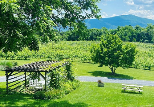 vineyard-shenandoah-2022-nsv-thumbnail